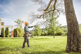 Best Hazardous Tree Removal  in Bakersfield, CA