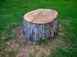 Best Tree Removal  in Bakersfield, CA