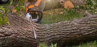 Best Lawn Watering Services  in Bakersfield, CA