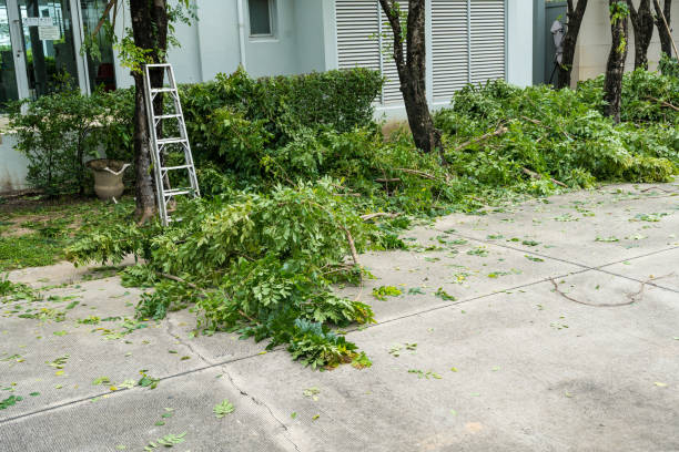 Best Storm Damage Tree Cleanup  in Bakersfield, CA
