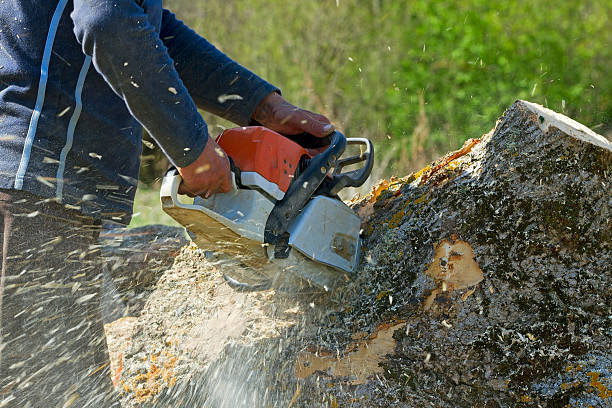 Lawn Grading and Leveling in Bakersfield, CA